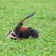 Wüstenbussard